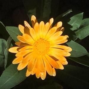 Meet your Posher, Antonia